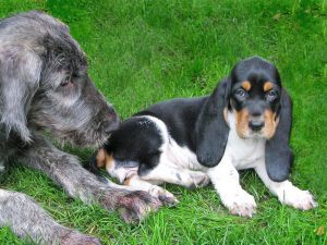 Two Puppies