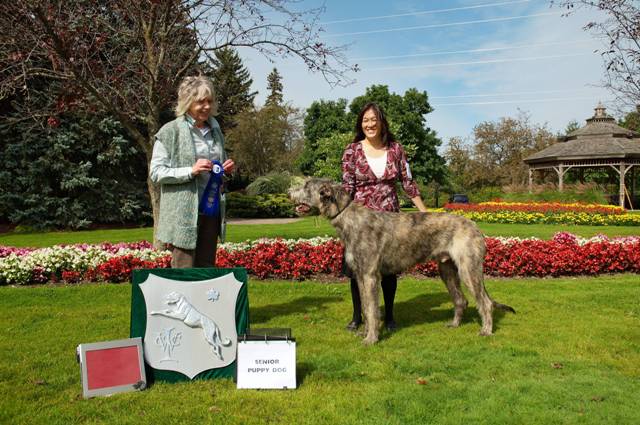 020_senior_puppy_dog
